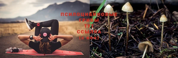 стаф Алзамай